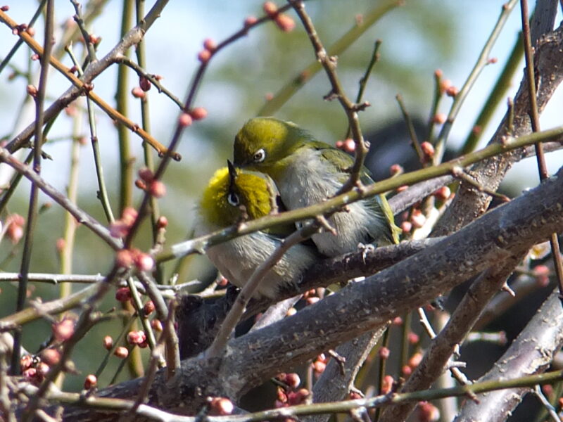 庭に来る野鳥たち | ヤマダテルオ のバードカービング