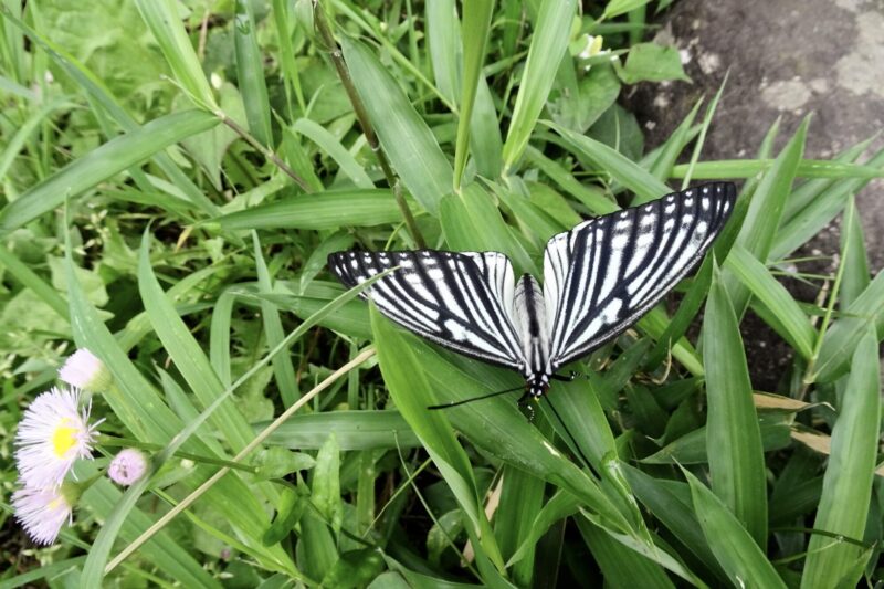 先日ウォーキングの途中に目にした見慣れない蝶は、いま各地で確認されている外来種のアカボシゴマダラの白化型の様です。