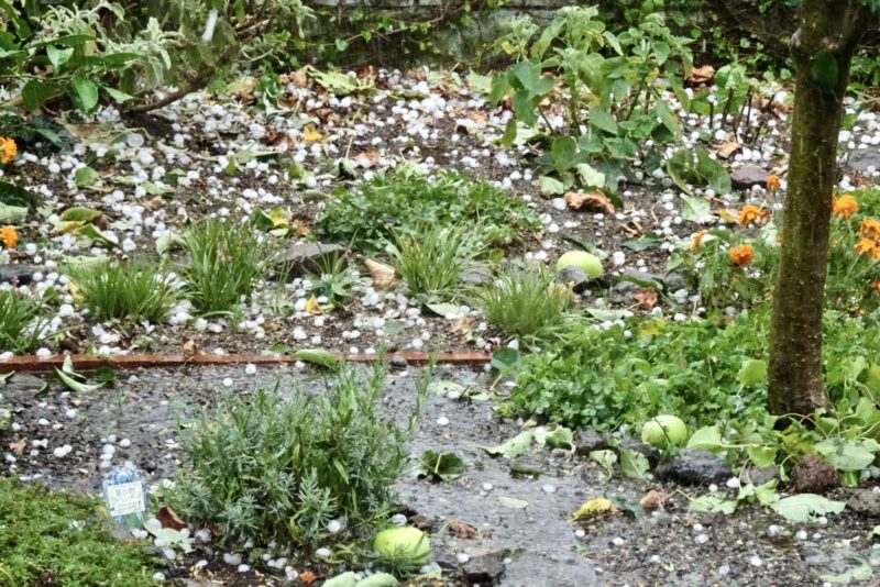 31日の夕方、強風と共に突然ゴルフボール大の雹が降り、リンゴは落下、近所の車はみなボコボコ状態の被害になりました。