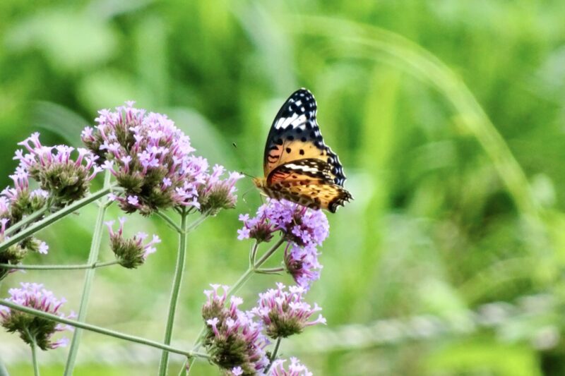 ユウスゲの隣にある移植３年目のサンジャクバーベナです。風に揺れる花蜜を求めて
連日多くの種類の蝶達がやって来ます。