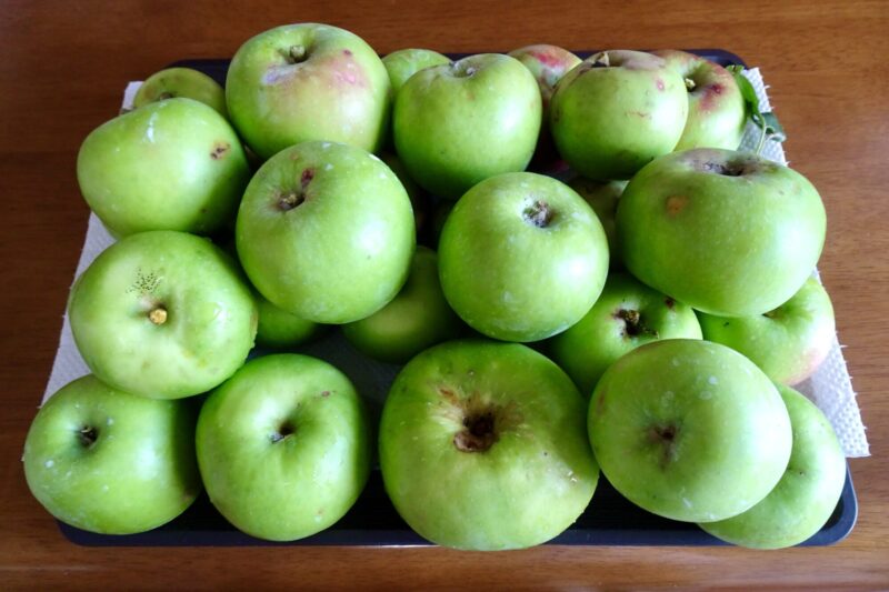 8月後半の休みを利用して、すべてのリンゴを収穫。種類毎に手づくりのジャムにしました。量は例年の３分の１ほどでした。