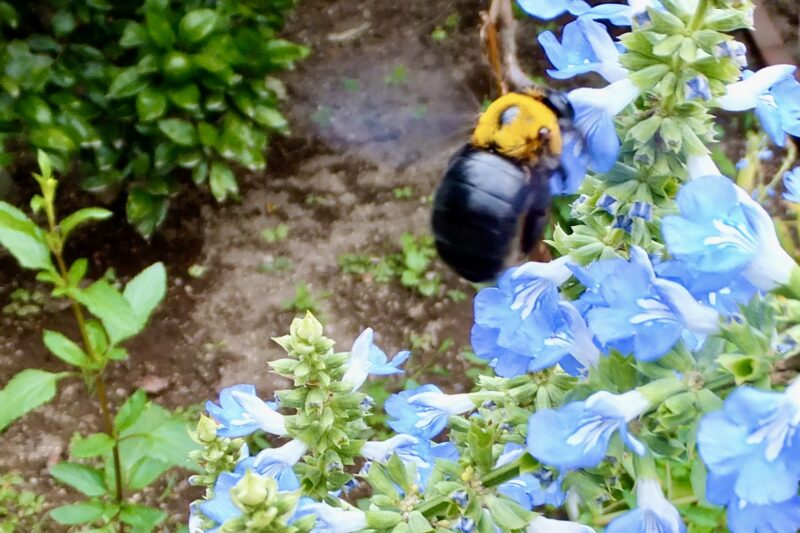 工房にはアゲハやヒョウモン蝶を始め、ミツバチや写真のクマバチ、時々はスズメバチなど沢山の昆虫達が蜜を求めて来ます。