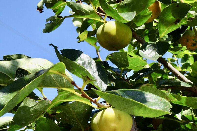 これも高温障害？、東庭の甘柿・西村早生の９割が渋柿状態。近くの柿農家さんでも今年は多くの柿が甘くならないそうです。