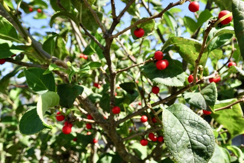 冬鳥用にと５年前に植えたオオミウメモドキが初めて紅い実を付けました。多分冬鳥達が来る前にヒヨドリが食べ尽くします。