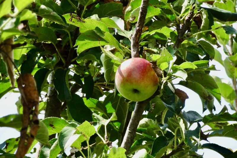 雹害のため少し早めに収穫したミニリンゴでしたが、一つだけ葉陰に取り残しがありました。とても甘くてジューシーでした。