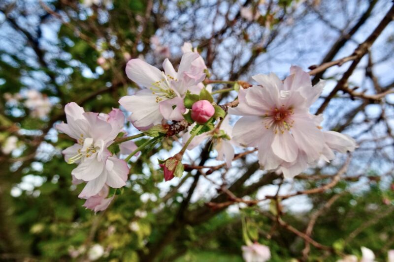 工房から1.５キロ南のウォーキングコース途中にある十月桜がキレイに咲き始めました。すぐ隣には冬桜の木も１本あります。