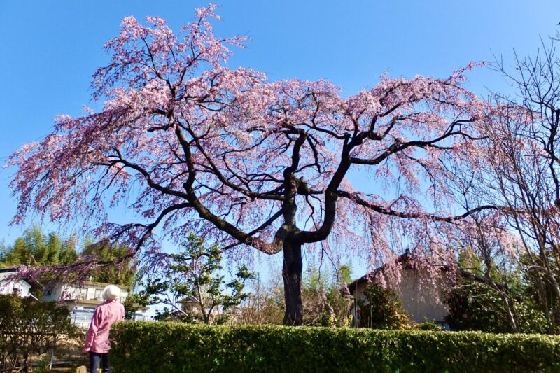 弓道場の桜
