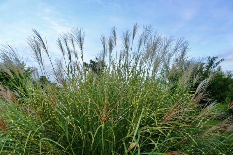 タカノハススキ