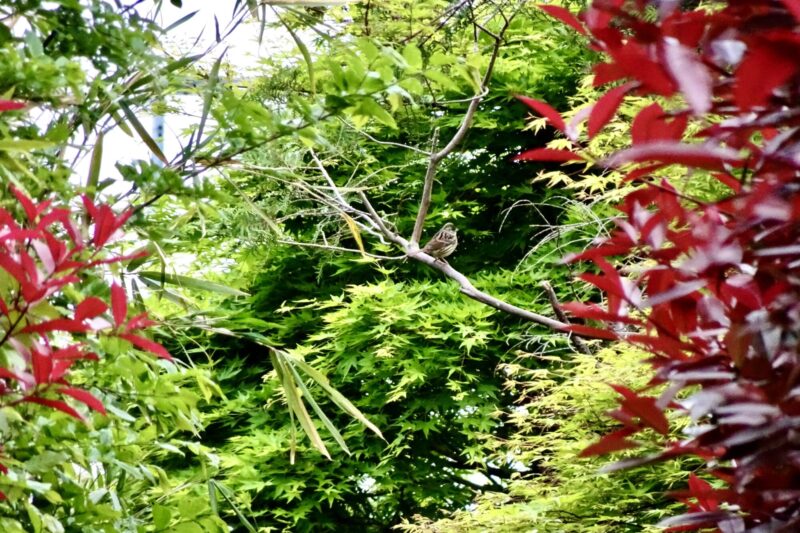 アオジオオタカの森