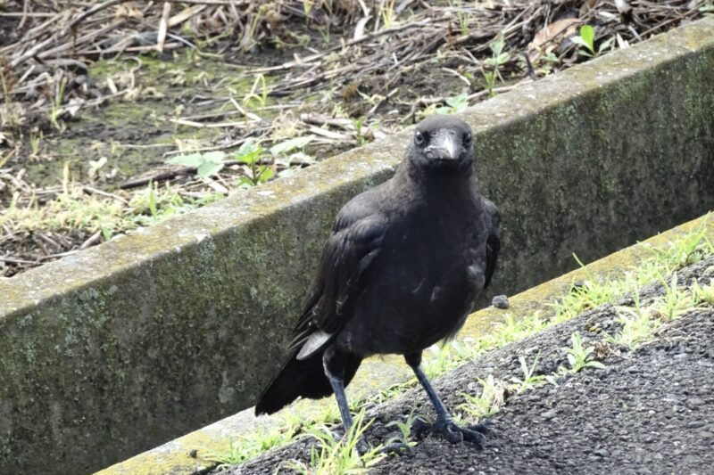 カラス巣立ちビナ