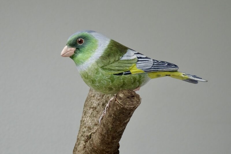 カワラヒワ・小菅