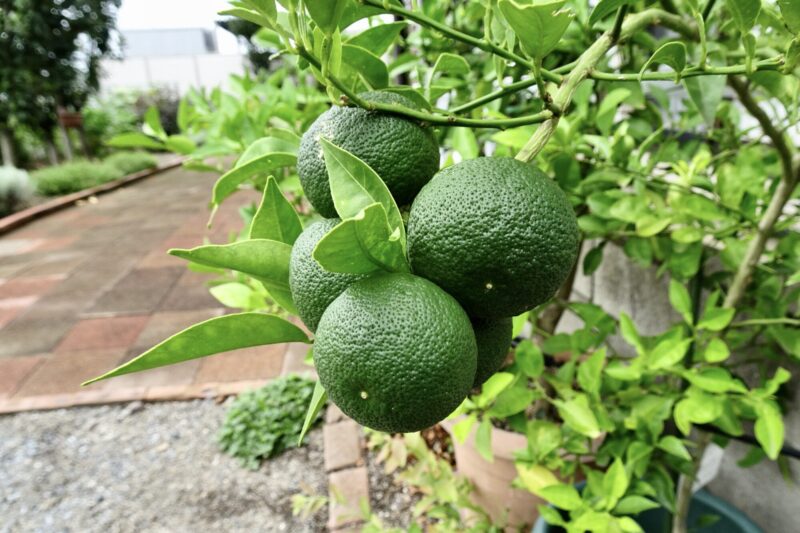 スダチ