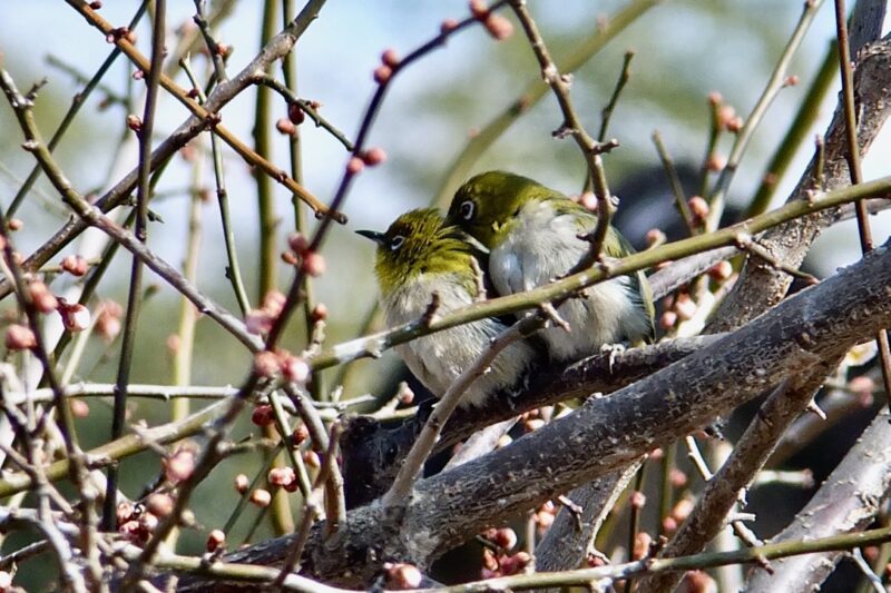 約20種の野鳥が飛来
