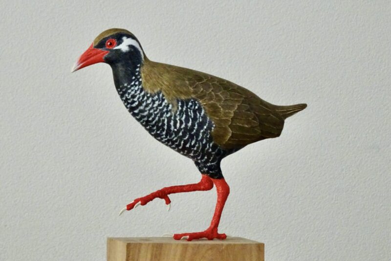 ヤンバルクイナ