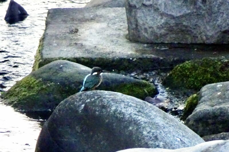 カワセミ
