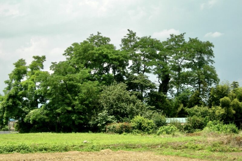 下佐野工房の森
