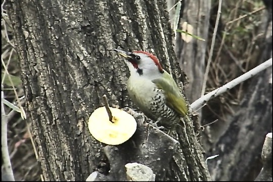 下佐野アオゲラ