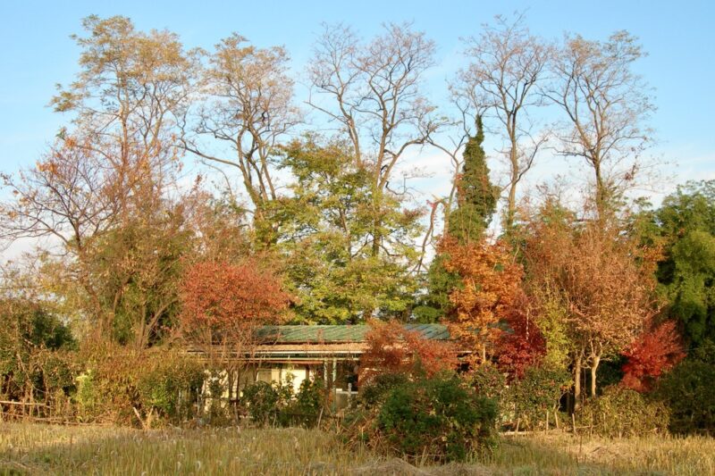 下佐野工房の森ー紅葉