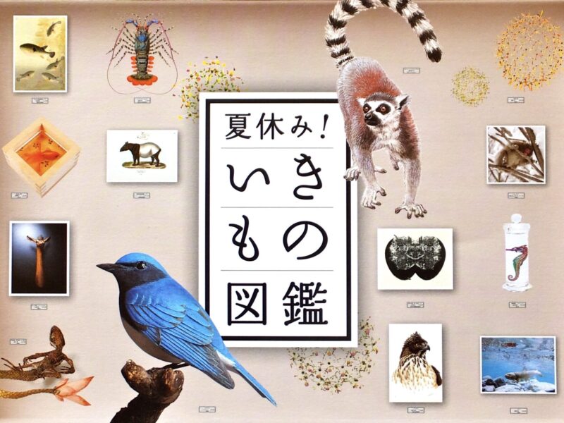 '14.07-館林美術館「いきもの図鑑」