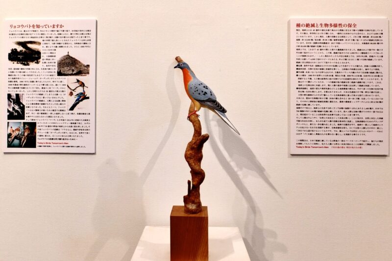 '17.11-TCG・第２-絶滅危惧種展・リョコウバト