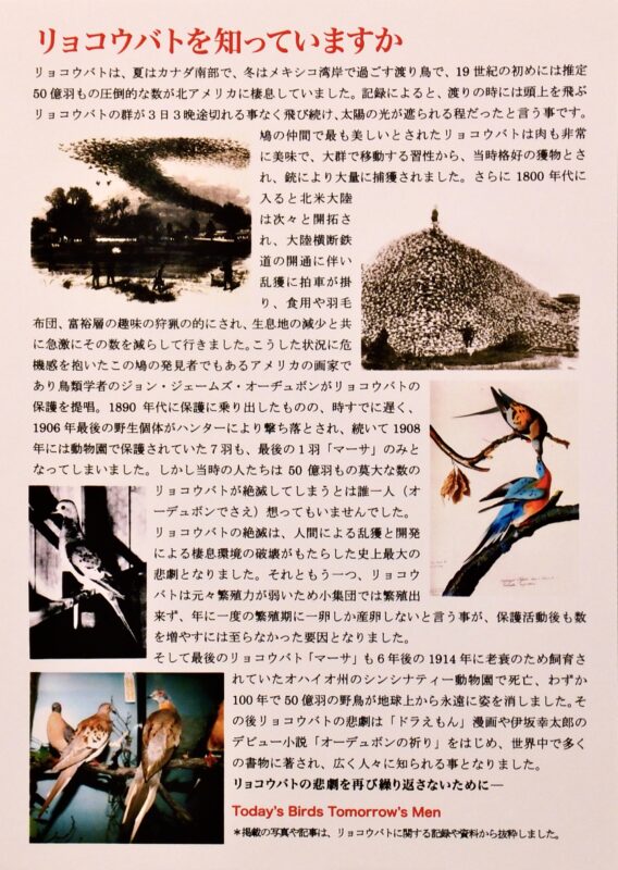 '17.11-TCG・第２-絶滅危惧種展・パネル／１