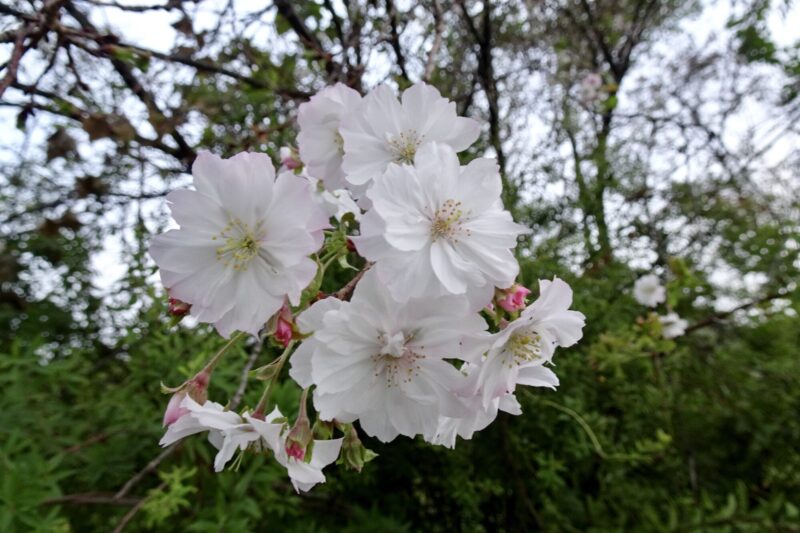 冬桜