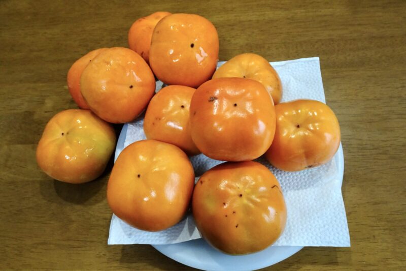 西村早生収穫