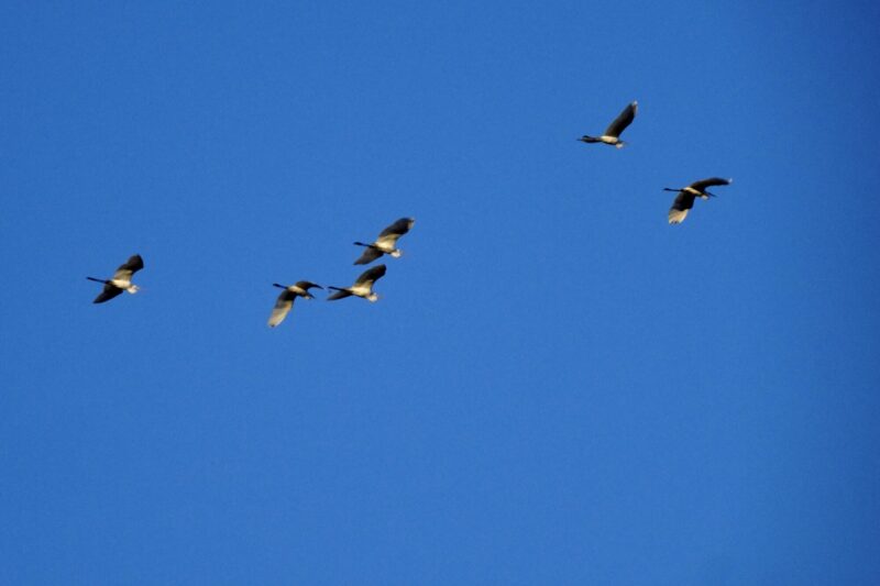 アオサギの群れ移動