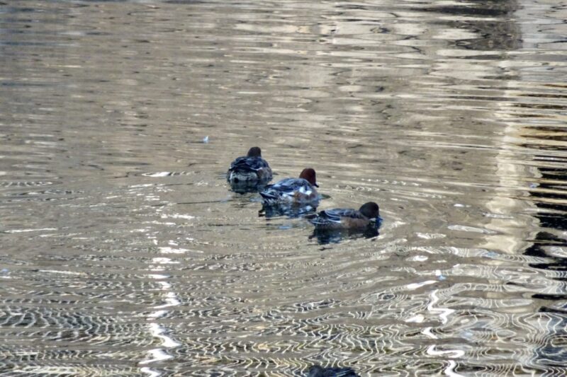 足門のヒドリガモ