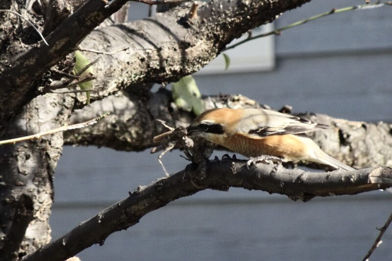モズハヤニエづくり