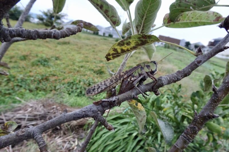 バッタのハヤニエ