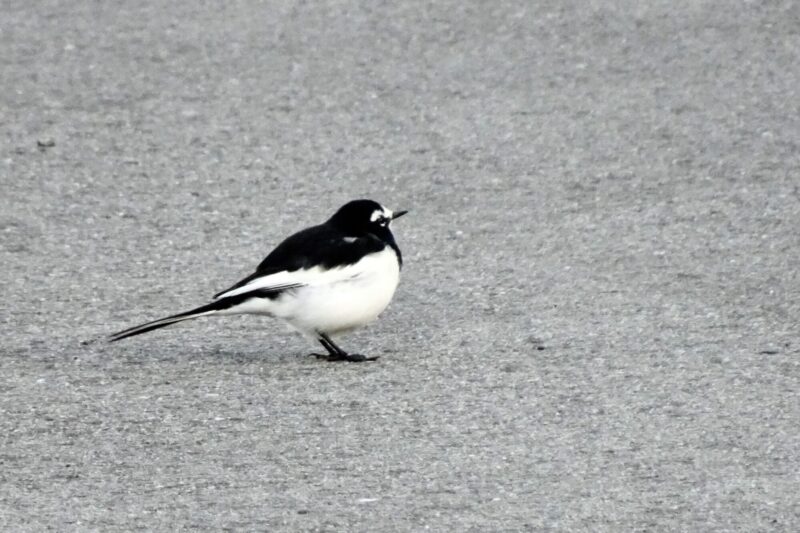 セグロセキレイ