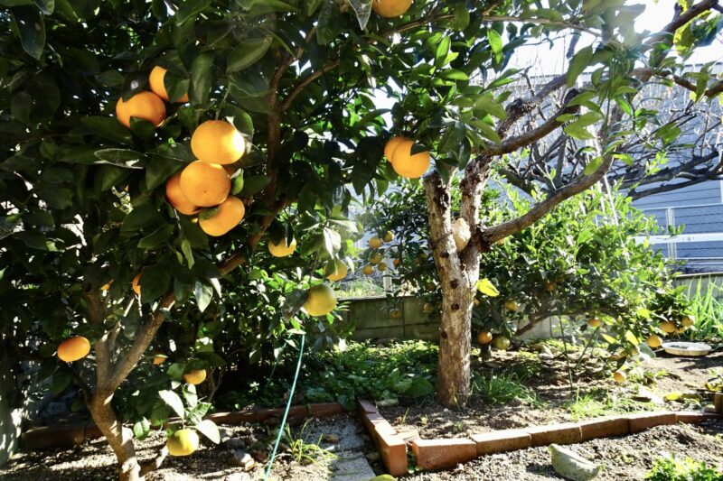 妻園のミカン