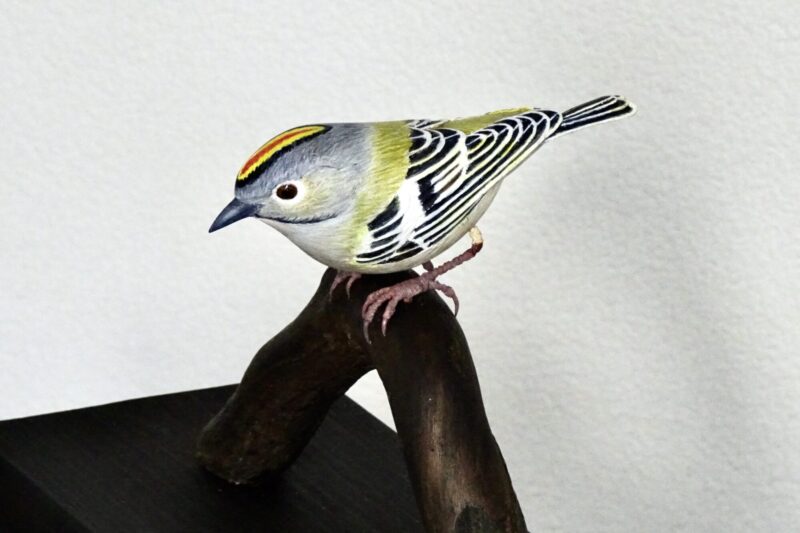 キクイタ：田村