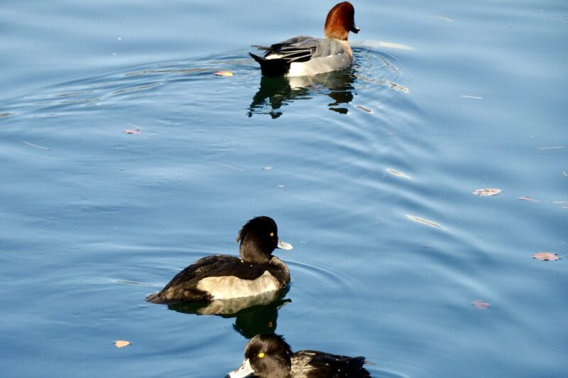 キンクロとヒドリガモ