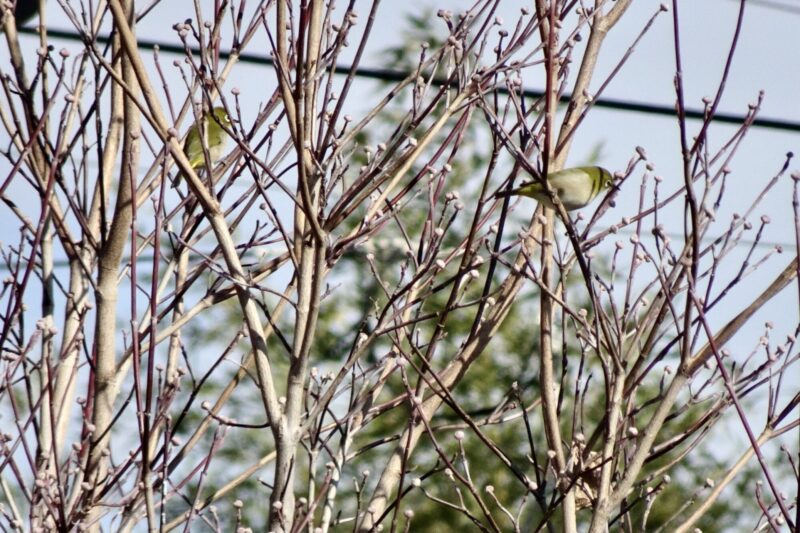 メジロ群れ飛来