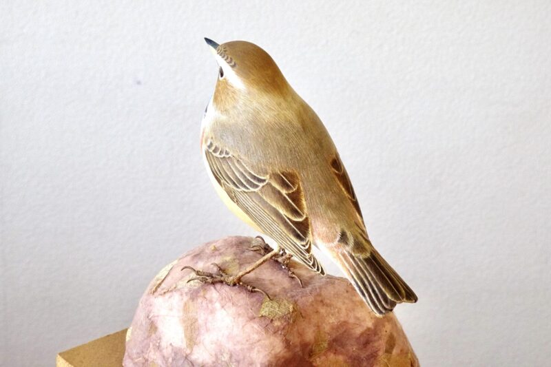 オガワコマドリ