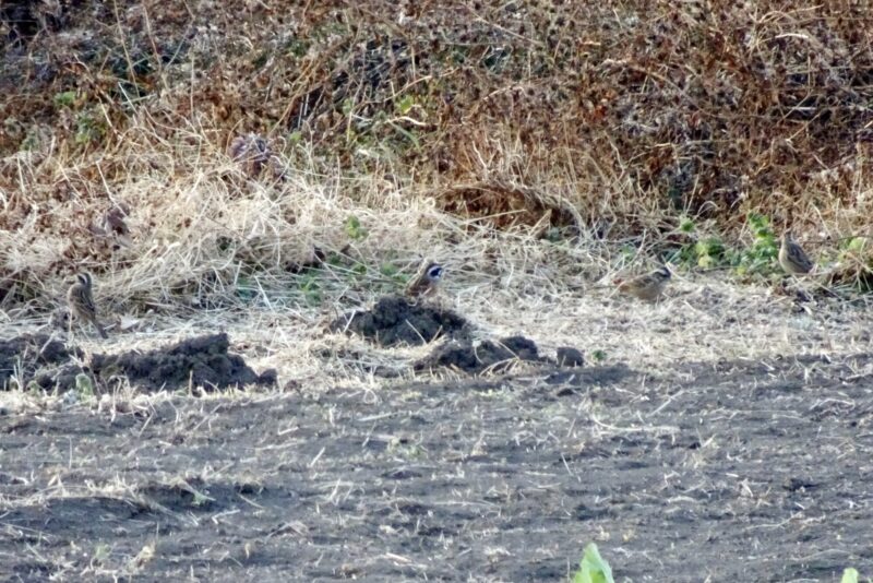 畑にホオジロの群れ