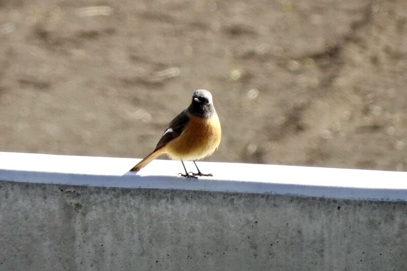 ジョウビタキ雄・塀