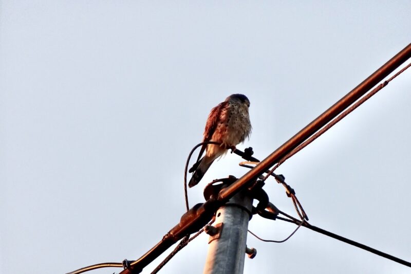 チョウゲンボウ