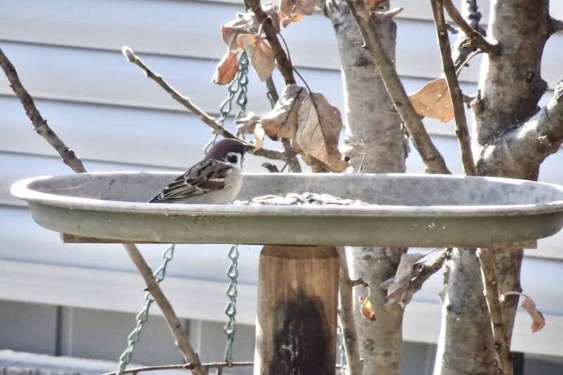 餌台のスズメ