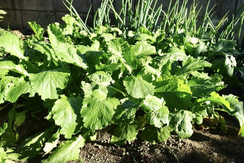 カブそろそろ終わり