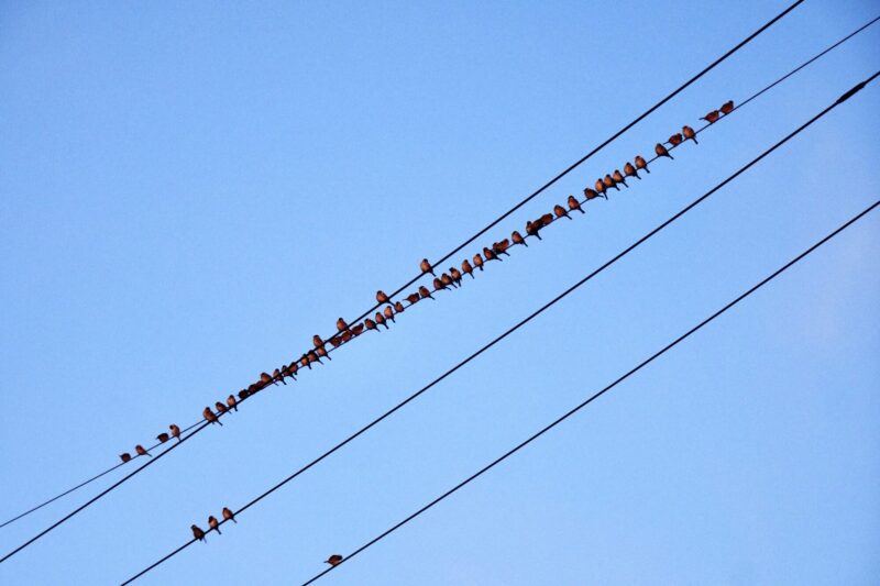 これぞ連雀・電線