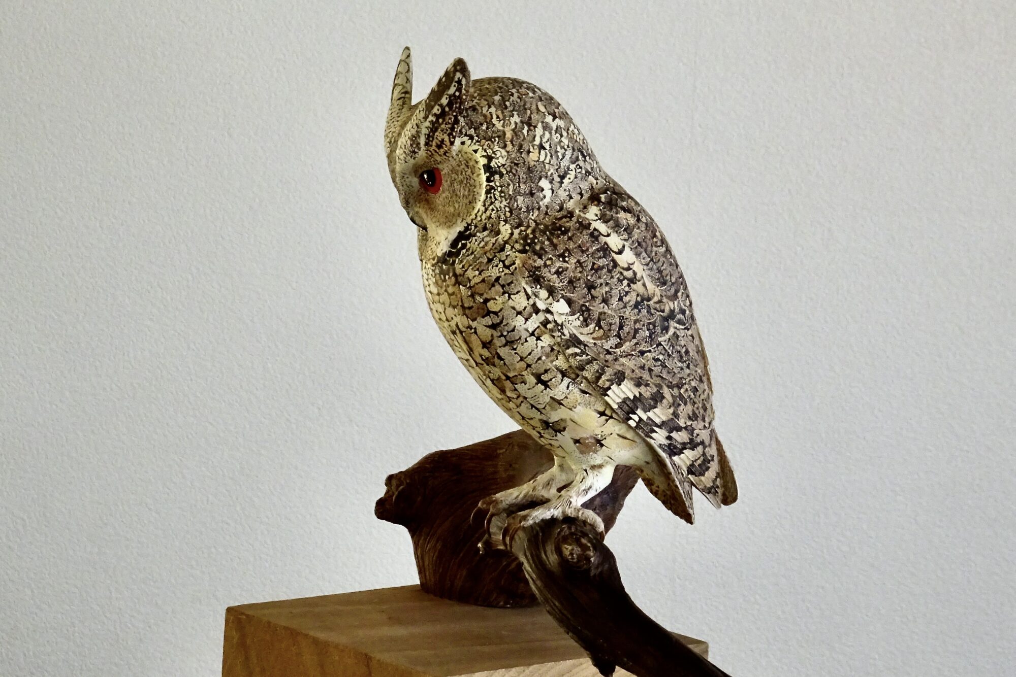 オオコノハズク