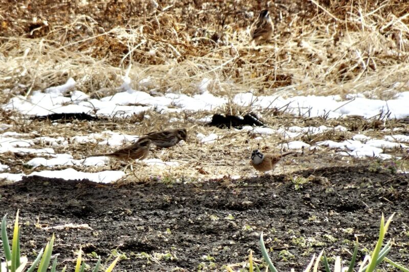 ホオジロとカシラダカ