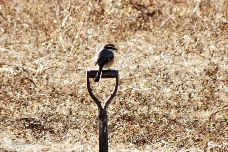 スコップにモズ