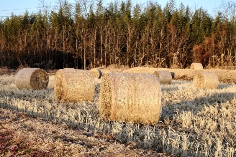 牧草ロール