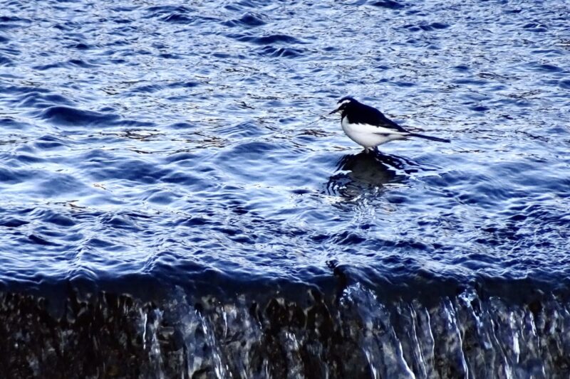 セグロセキレイ