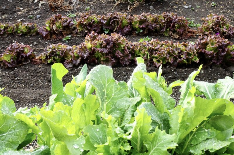 南妻園・サニーレタス