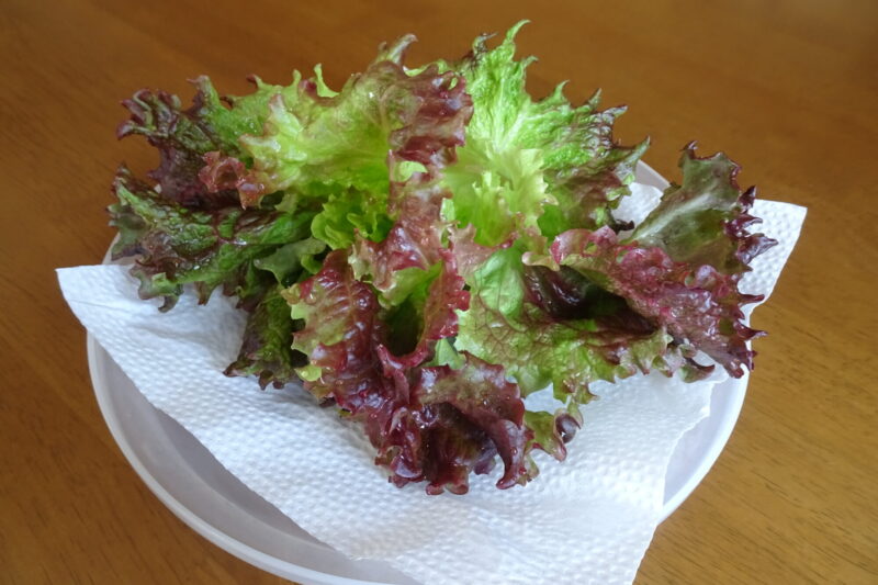 サニーレタス収穫